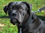 Cane Corso Portrait of a grey Cane Corso.Photo by: (c) cynoclub www.fotosearch.com