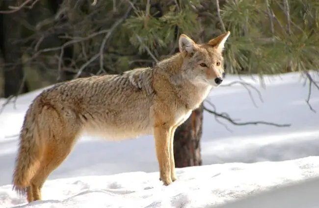 Coyote near the snowy forest
