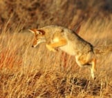 Coyote Pouncing On Small Prey