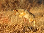 Coyote pouncing on small prey