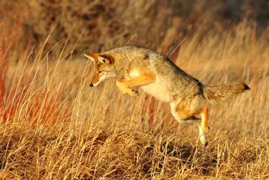 Coyote pouncing on small prey