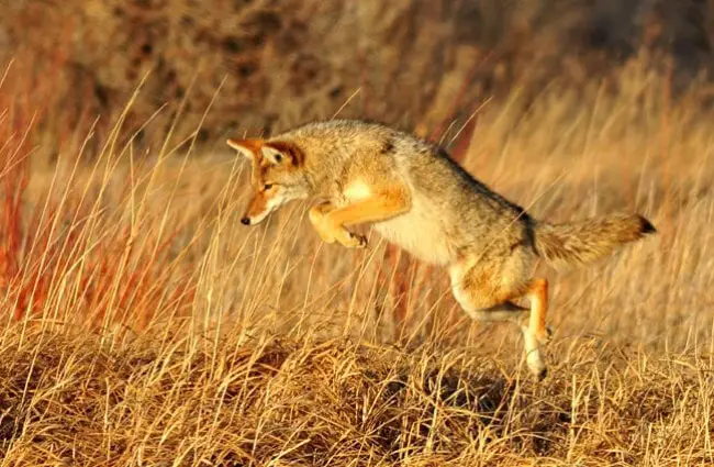 Coyote pouncing on small prey