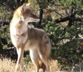 Beautiful Alert Coyote