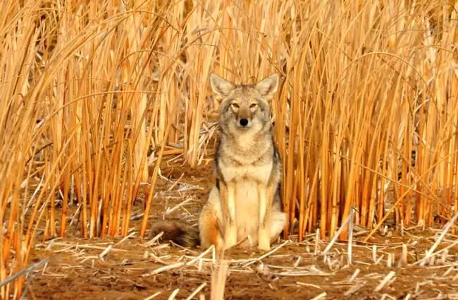 Beautiful portrait of a coyote