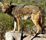 Coyote On A Rock