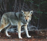 Coyote Standing Outside The Treeline
