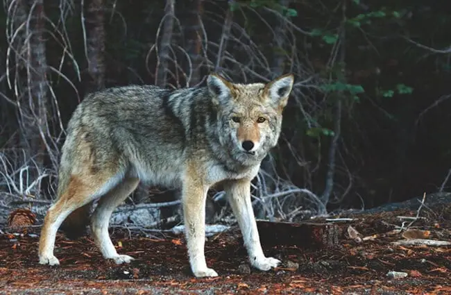 Coyote standing outside the treeline