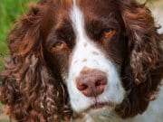 English Springer Spaniel Closeup of a stunning English Springer Spaniel