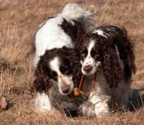 A Pair Of English Springer Spaniels Playing In The Field