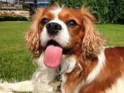 English Toy Spaniel English Toy Spaniel posing in the gardenPhoto by: Glen Bowmanhttps://creativecommons.org/licenses/by-sa/2.0/