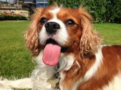 English Toy Spaniel posing in the gardenPhoto by: Glen Bowmanhttps://creativecommons.org/licenses/by-sa/2.0/