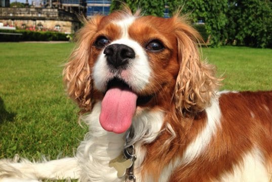 English Toy Spaniel posing in the gardenPhoto by: Glen Bowmanhttps://creativecommons.org/licenses/by-sa/2.0/