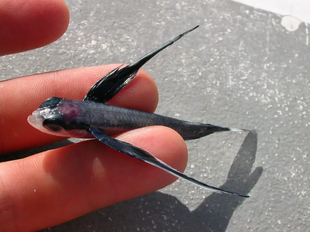 Do Flying Fish Really Fly? - Animals Network