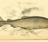 Drawing Of A Greenland Shark Photo By: Biodiversity Heritage Library Https://Creativecommons.org/Licenses/By/2.0/ 
