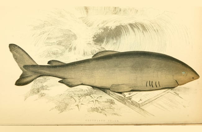 Drawing of a Greenland Shark Photo by: Biodiversity Heritage Library https://creativecommons.org/licenses/by/2.0/ 