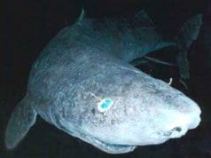 Greenland SharkPhoto by: Justinhttps://creativecommons.org/licenses/by/2.0/