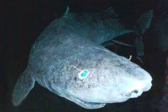 Greenland SharkPhoto by: Justinhttps://creativecommons.org/licenses/by/2.0/