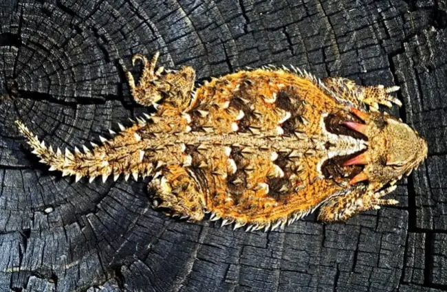 Horny toad on a tree stump Photo by: (c) Lushpix www.fotosearch.com