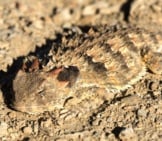 Horny Toad Well Camouflaged On Dry Soil Photo By: (C) Shakzu Www.fotosearch.com