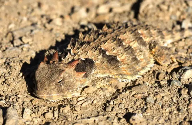 Horny toad well camouflaged on dry soil Photo by: (c) Shakzu www.fotosearch.com