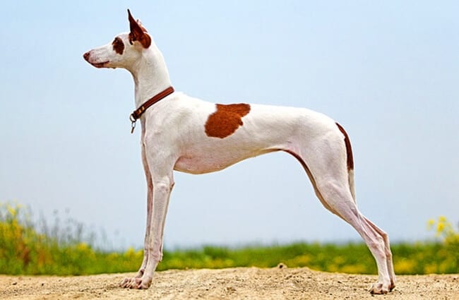 Portrait of a stunning Ibizan Hound Photo by: (c) DragoNika www.fotosearch.com