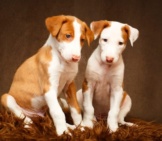 A Pair Of Ibizan Hound Puppies Photo By: (C) Dragonika Www.fotosearch.com