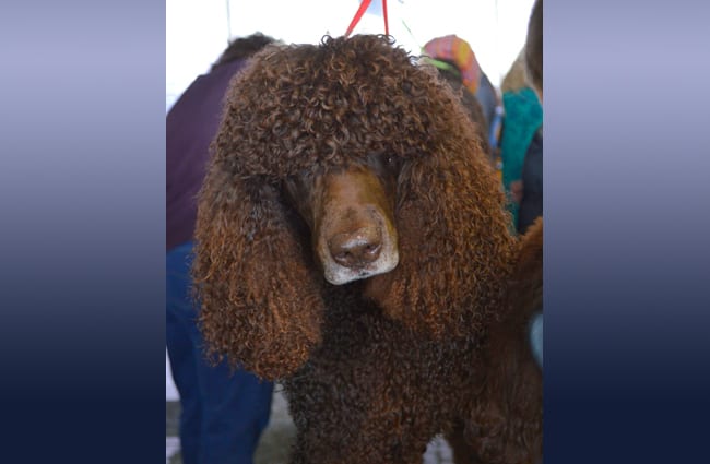 Closeup of an Irish Water Spaniel. Photo by: Petful www.petful.com