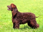Irish Water Spaniel Portrait of a lovely Irish Water Spaniel.Photo by: (c) CaptureLight www.fotosearch.com