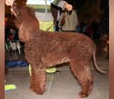 Beautiful Irish Water Spaniel At The Dog Show. Photo By: Pleple2000 Https://Creativecommons.org/Licenses/By-Sa/3.0/