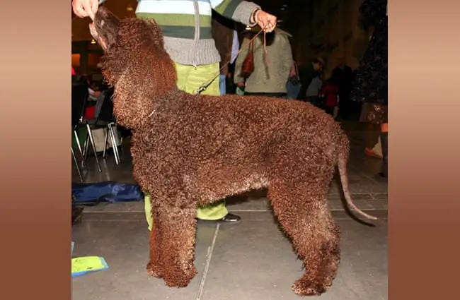 Beautiful Irish Water Spaniel at the dog show. Photo by: Pleple2000 https://creativecommons.org/licenses/by-sa/3.0/