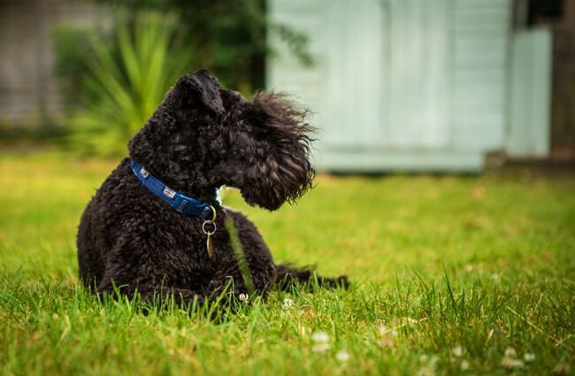Young Kerry Blue Terrier lounging in the grass Photo by: Martin Hesketh https://creativecommons.org/licenses/by/2.0/