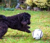 8-Month-Old Kerry Blue Terrier Playing In The Yard Photo By: Martin Hesketh Https://Creativecommons.org/Licenses/By/2.0/