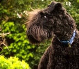 Portrait Of A Young Kerry Blue Terrier Photo By: Martin Heskethhttps://Creativecommons.org/Licenses/By/2.0/