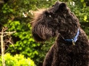 Kerry Blue Terrier Portrait of a Young Kerry Blue Terrier Photo by: Martin Heskethhttps://creativecommons.org/licenses/by/2.0/