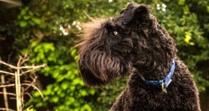 Portrait of a Young Kerry Blue Terrier Photo by: Martin Heskethhttps://creativecommons.org/licenses/by/2.0/