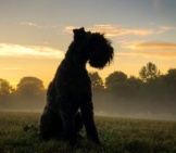 Kerry Blue Terrier In The Early Morning Countryside Photo By: Martin Hesketh Https://Creativecommons.org/Licenses/By/2.0/