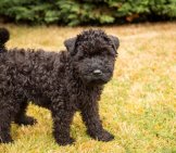 Kerry Blue Terrier Puppy Photo By: Martin Hesketh Https://Creativecommons.org/Licenses/By/2.0/