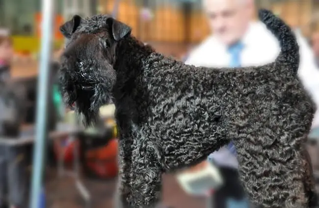 Kerry Blue Terrier on the dog show grooming table Photo by: Petful www.petful.com