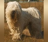 Komondor (Hungarian Sheep Dog) In A Field.photo By: Nikki68 Cc By 2.5 Https://Creativecommons.org/Licenses/By/2.5