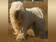 Komondor (Hungarian Sheep Dog) in a field.Photo by: Nikki68 CC BY 2.5 https://creativecommons.org/licenses/by/2.5