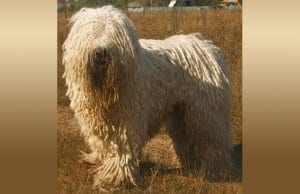 Komondor (Hungarian Sheep Dog) in a field.Photo by: Nikki68 CC BY 2.5 https://creativecommons.org/licenses/by/2.5