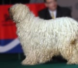 Stunning Komondor Posing At The Euro Dog Show. Photo By: Ger Dekker Https://Creativecommons.org/Licenses/By/2.0/