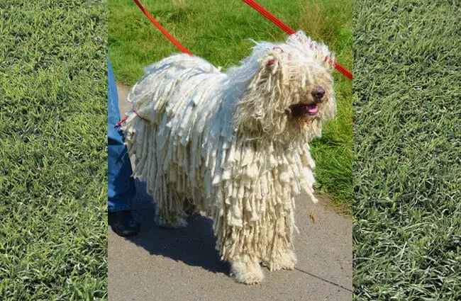 Komondor Hungarian Sheep Dog Photo by: Barry Marsh https://creativecommons.org/licenses/by/2.0/