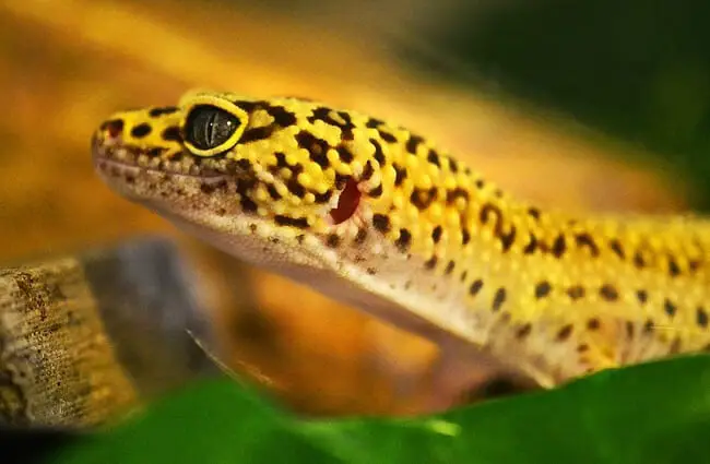 Closeup of a beautiful yellow Leopard Gecko.