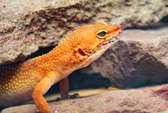 Leopard Gecko peeking out from his den in a rock.