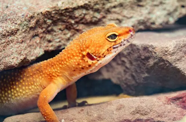 Леопардовый геккон выглядывает из своего логова в скале.