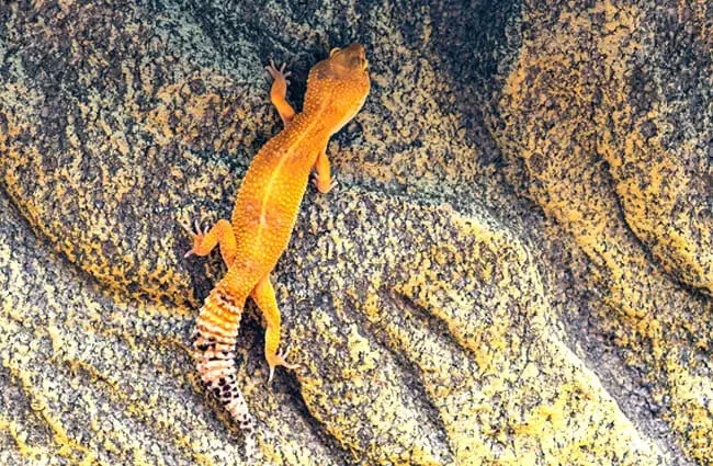 Леопардовый геккон на камне