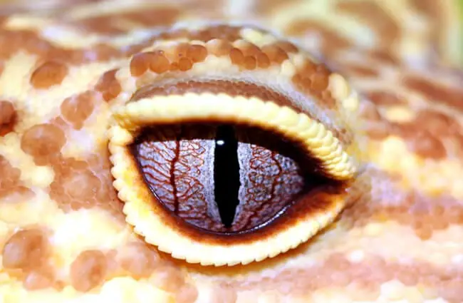 Сверхкрупный план глаза леопардового геккона