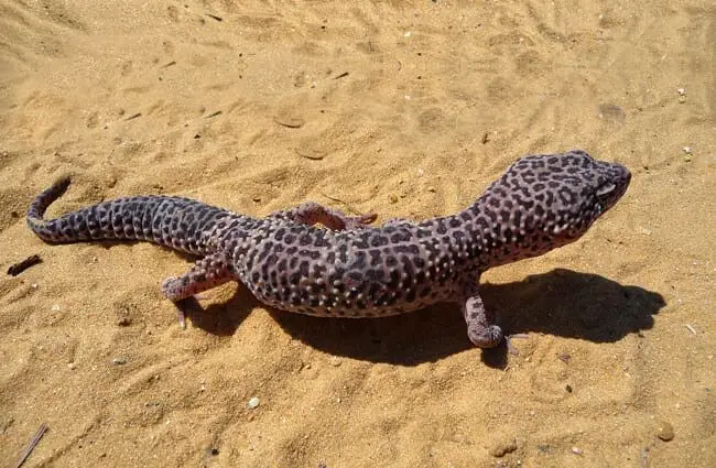 Large Leopard Gecko on the sandy desert floor.