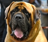 English Mastiff, At The International Dog Exhibition In Romephoto By: Claudio Gennarihttps://Creativecommons.org/Licenses/By/2.0/